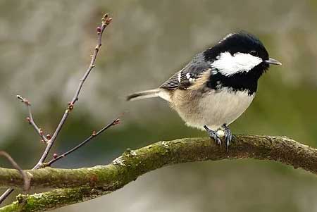 Coal tit on a branch