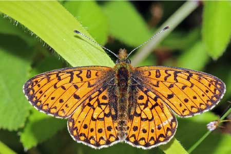 Small Pearl Bordered Fritillary